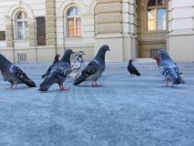 Tauben vor dem Rathaus