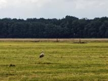 Auch der Storch sagt Hallo